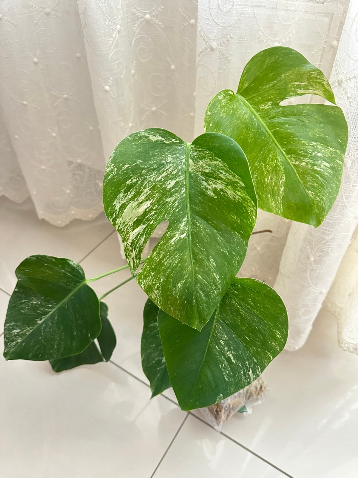 Bouture monstera albo variegata, Autres espèces, En pot, Moins de 100 cm, Enlèvement