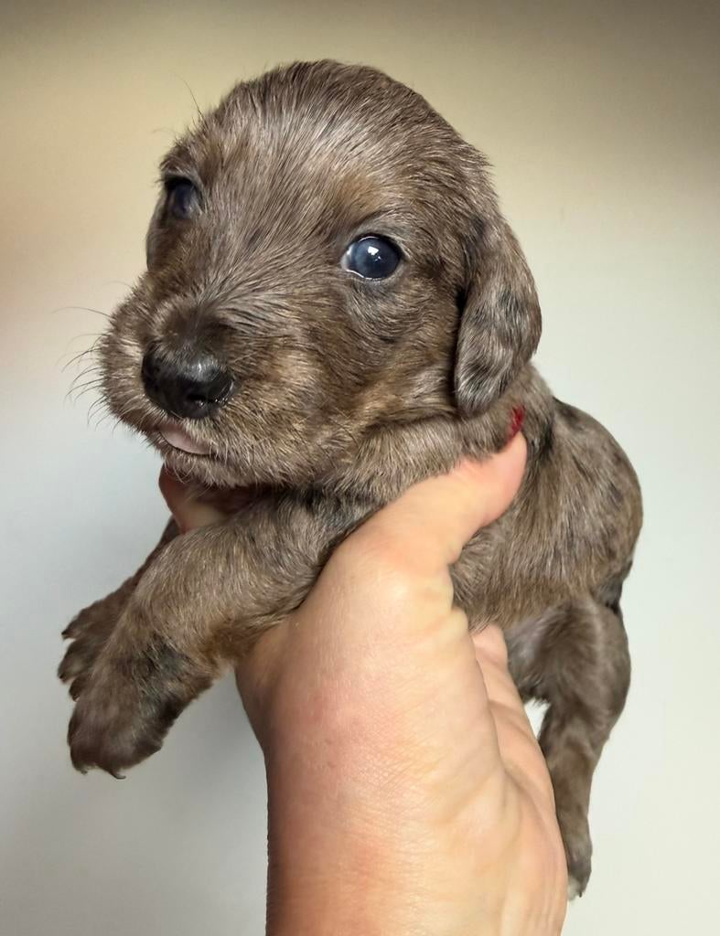 Prachtig nestje ruwharige dwergteckels, Parvo, België, 8 tot 15 weken, Dwerg