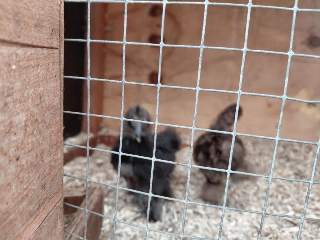 Zijdehoenders, Dieren en Toebehoren, Pluimvee, Geslacht onbekend