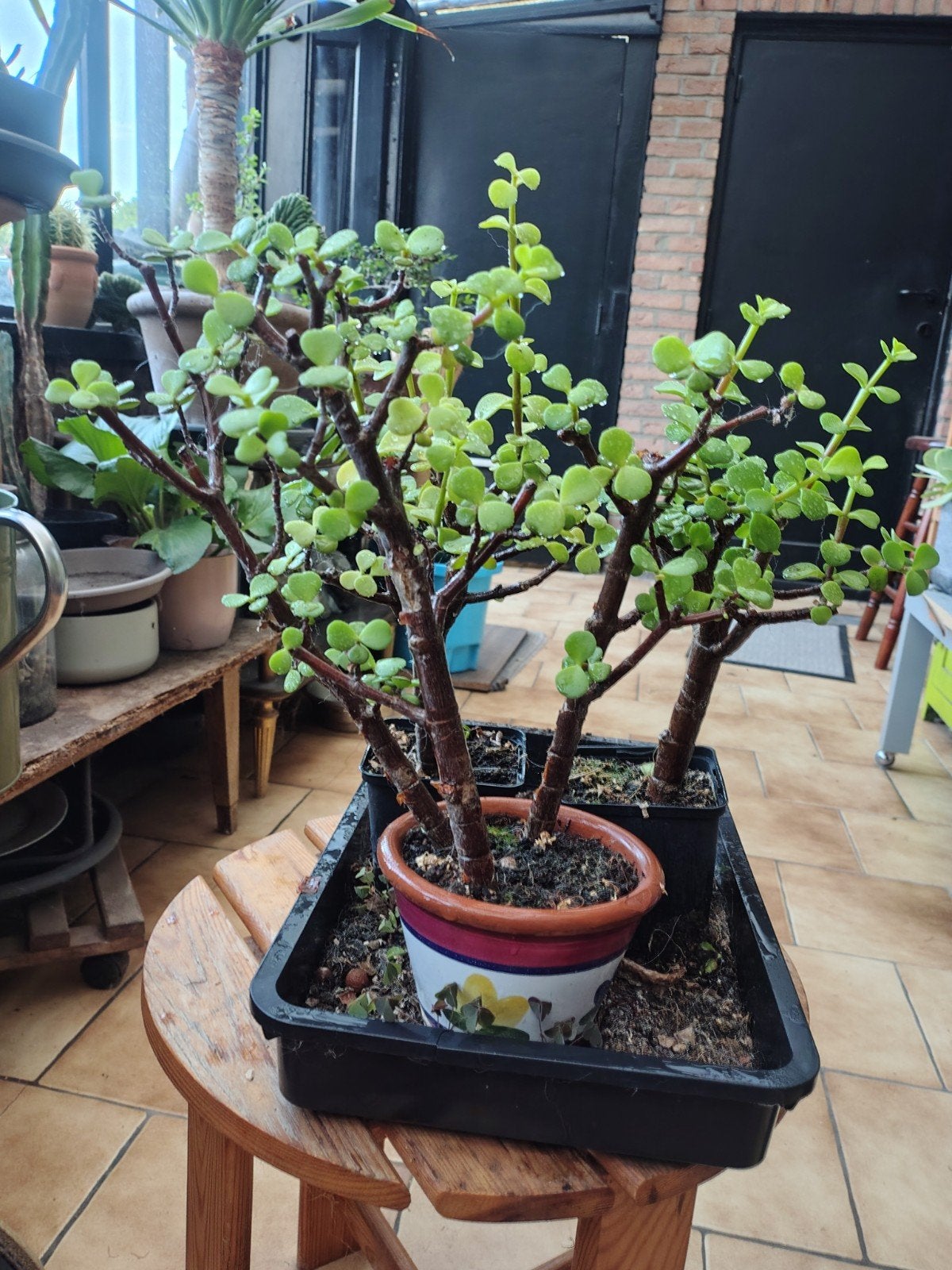 portulacaria afra, Tuin en Terras, Planten | Bomen, Ophalen, Volle zon, Minder dan 100 cm