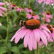 Echinacea Purpurea, Tuin en Terras, Ophalen, Halfschaduw
