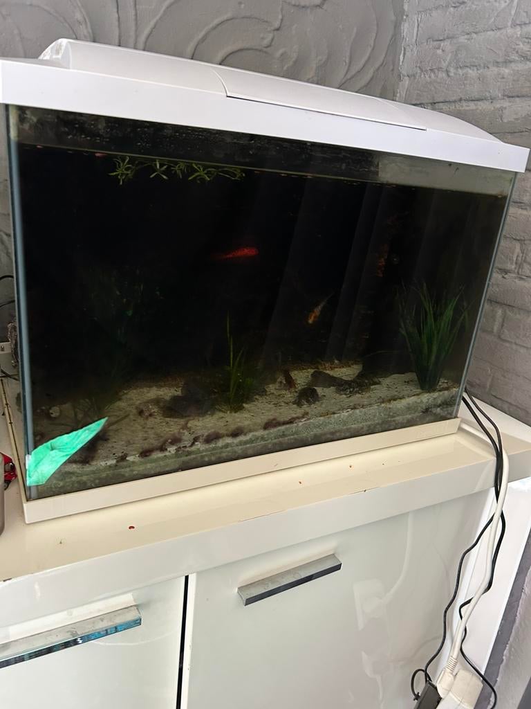 Aquarium 70 liter met vissen, Dieren en Toebehoren, Ophalen, Verwarming, Filter
