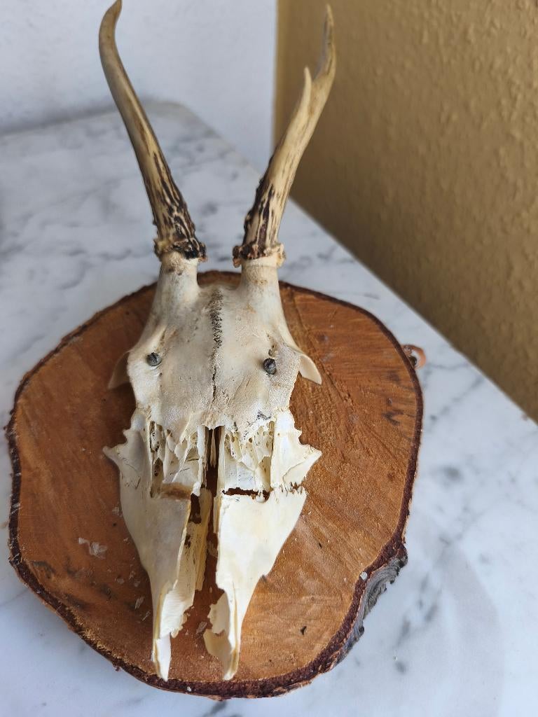 Dierenfossiel van een hert, Enlèvement, Comme neuf, Cerf, Bois ou Tête