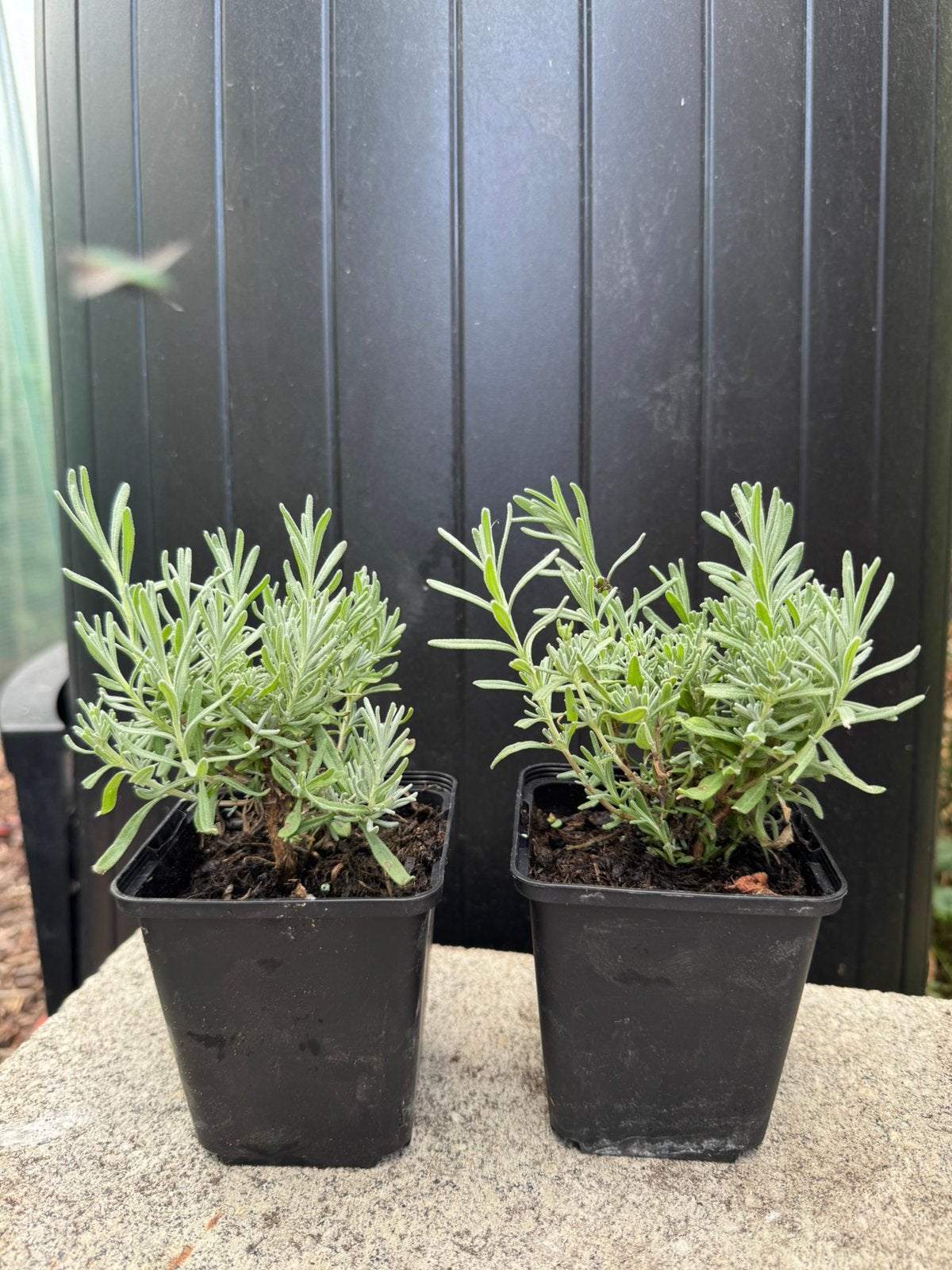 Lavendel - Lavandula angustifolia 'Hidcote, Ophalen, Volle zon, Vaste plant, Kruiden