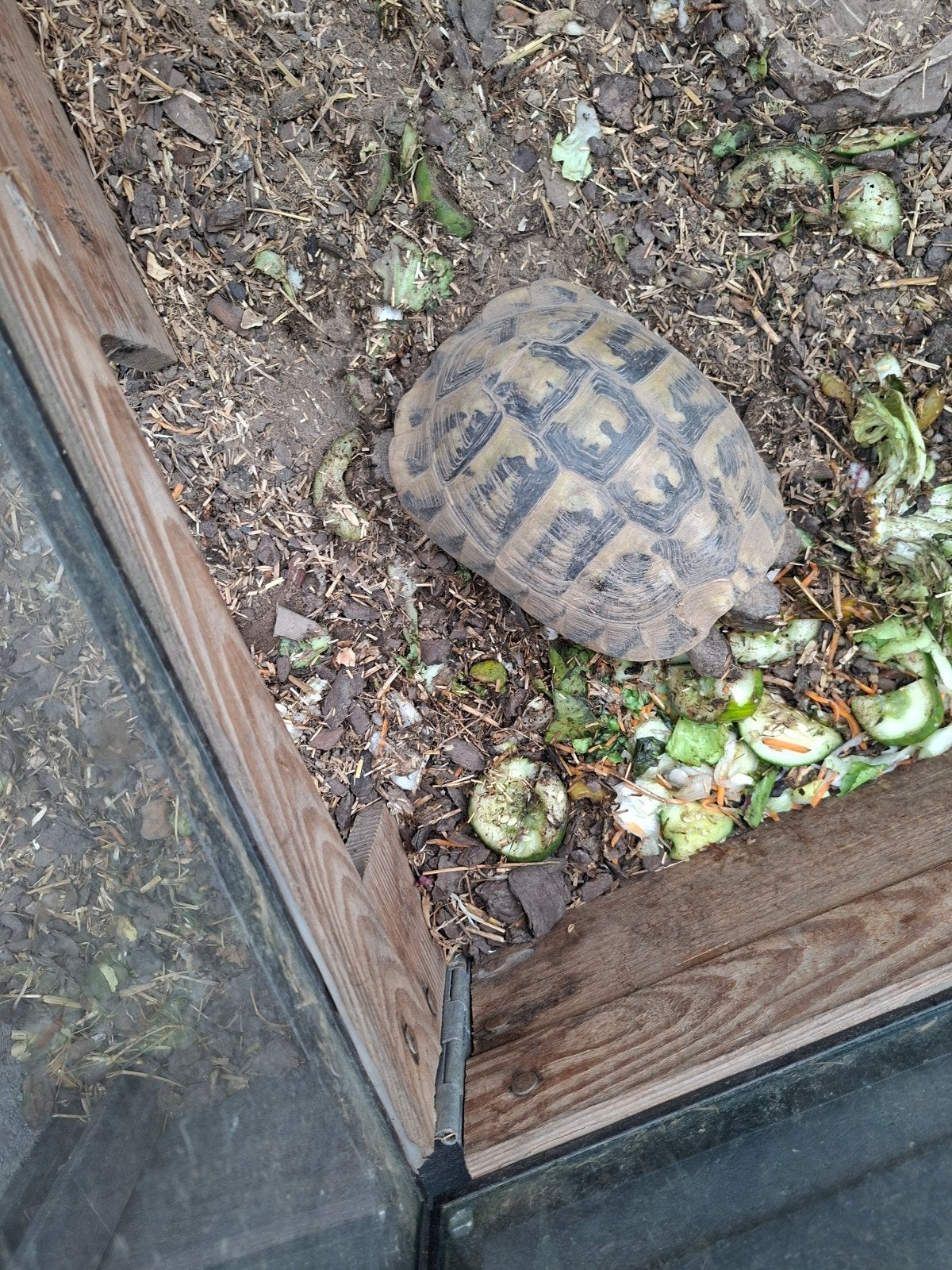 Landschildpad
