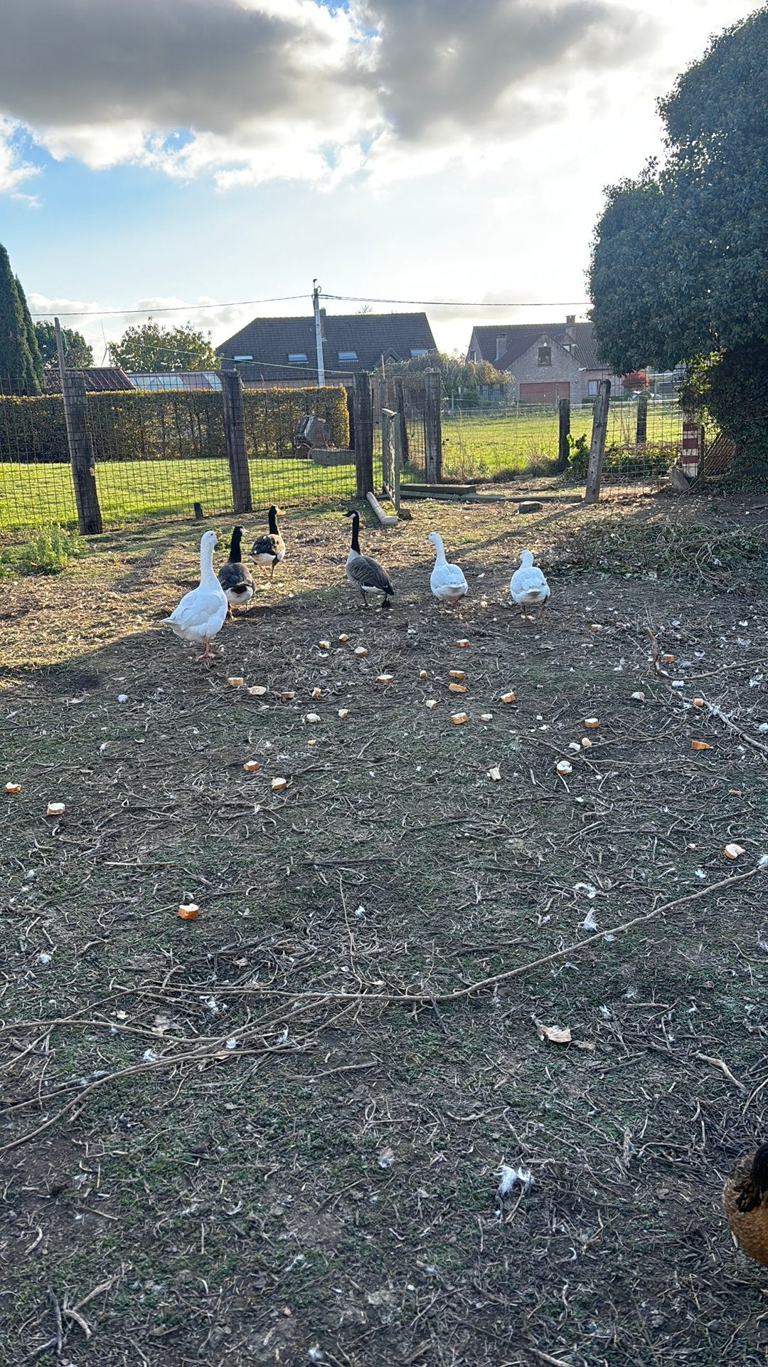Ganzen te koop, Dieren en Toebehoren, Meerdere dieren, Gans of Zwaan