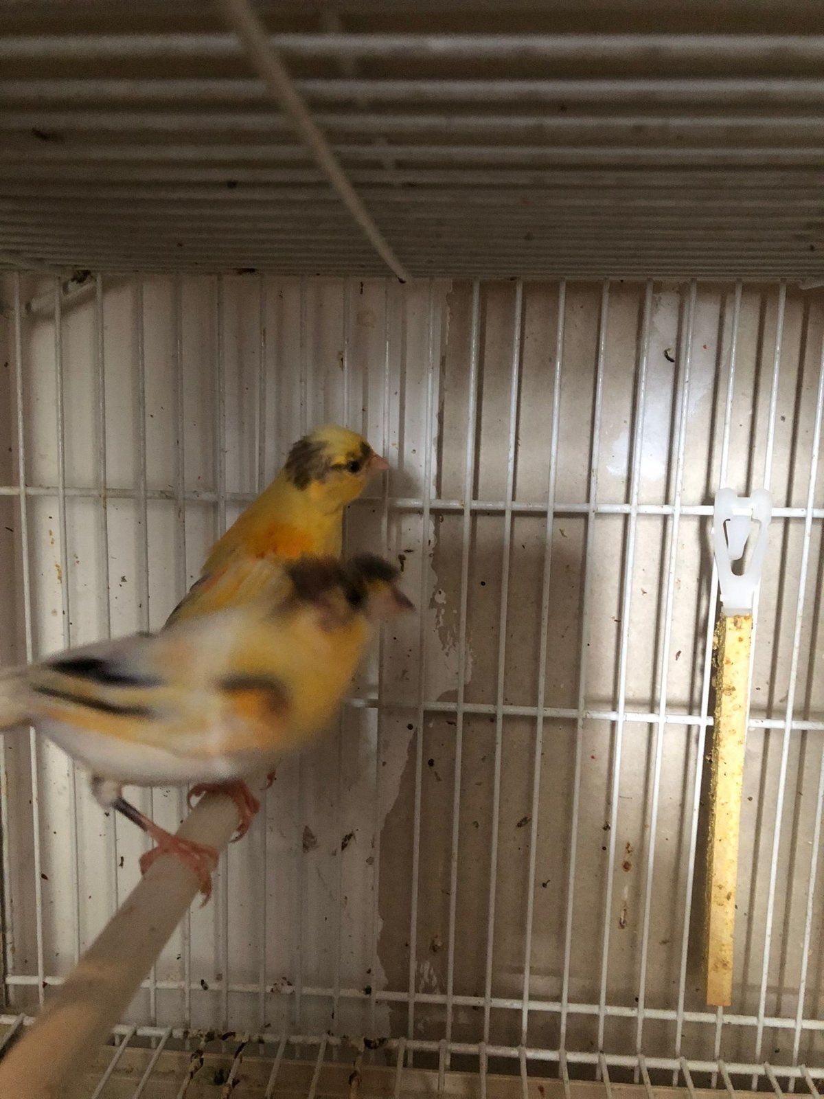 Canaris 20€ piece, Animaux & Accessoires