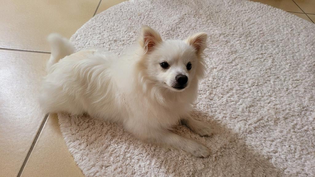 Prachtige wit/crèmekleurige Spitz (Pommeren) te koop, Dieren en Toebehoren, België, Particulier, Keeshond, Reu