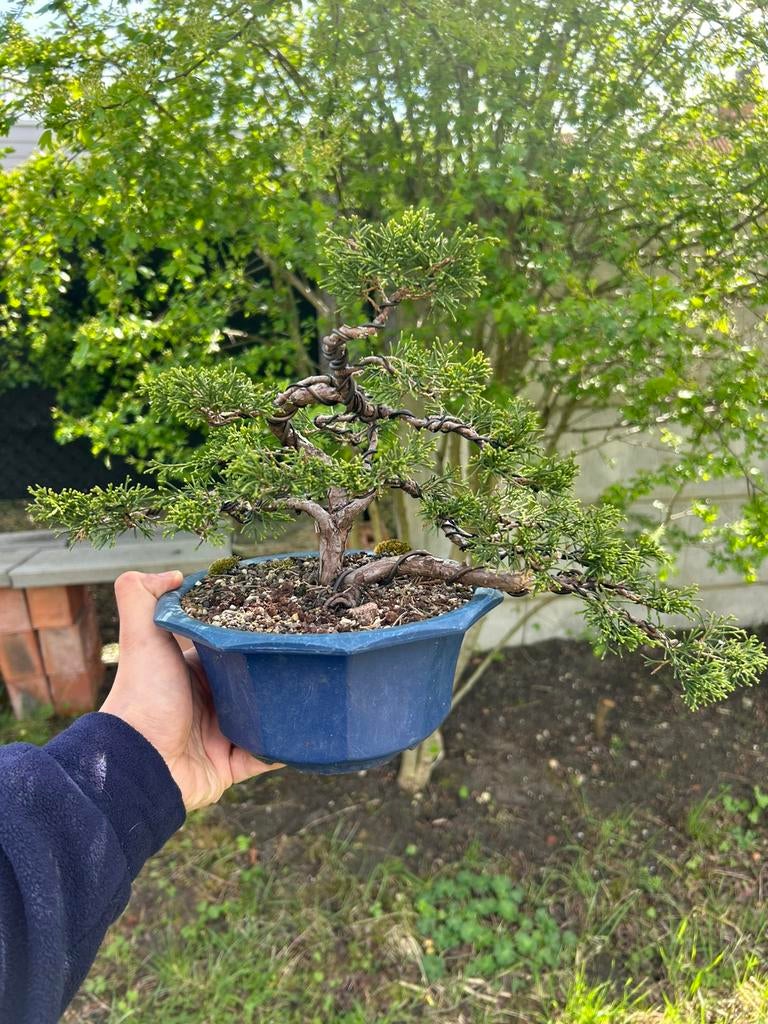Bonsai itoigawa startplant, Tuin en Terras, Ophalen, Winter