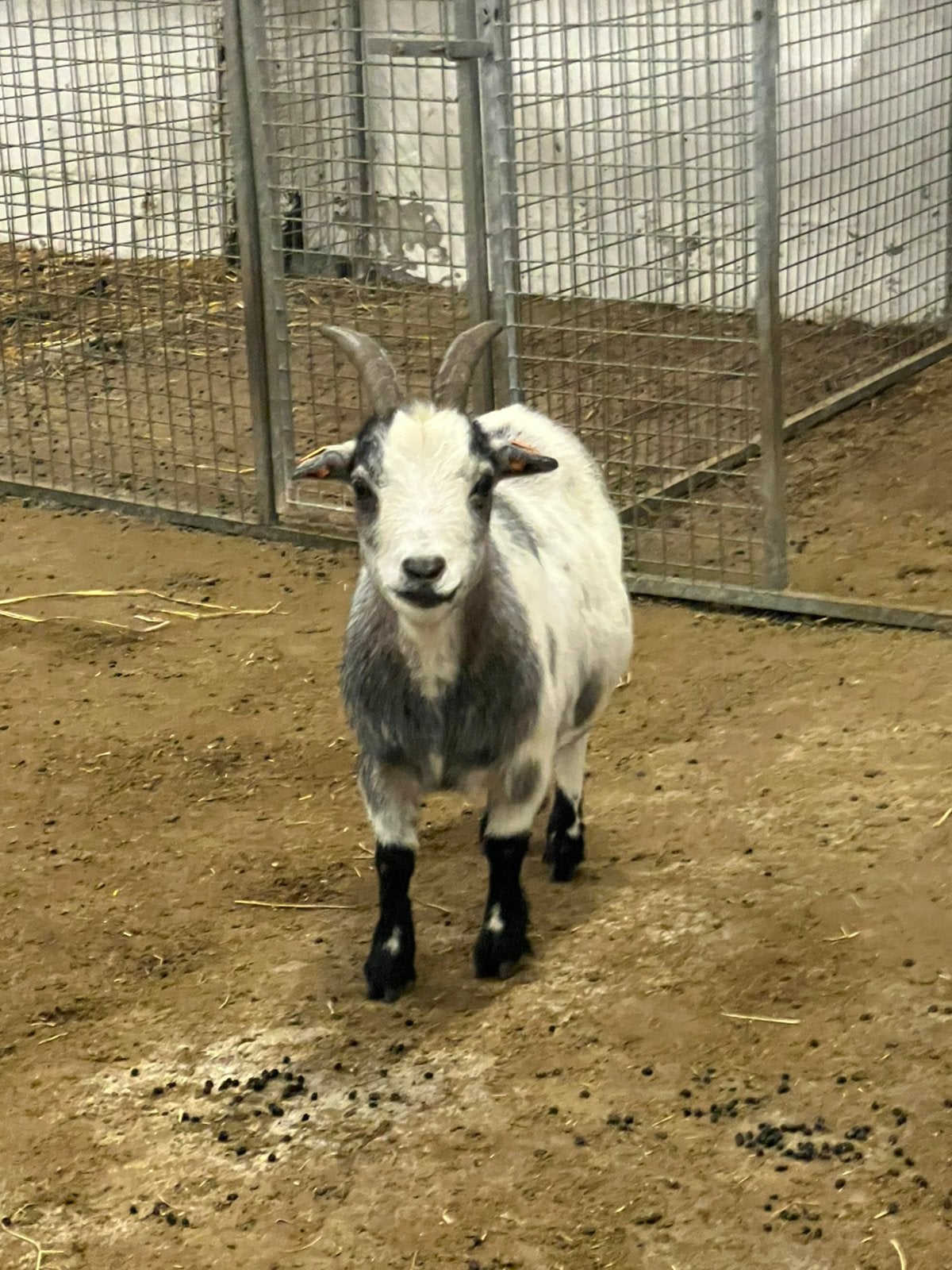 Dwerggeit mieke 4jaar, Femelle, Chèvre, 3 à 5 ans