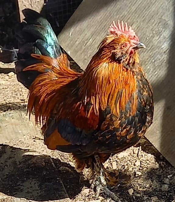 Gebaarde sabelpootkriel, goudpatrijs, Dieren en Toebehoren, Mannelijk, Kip