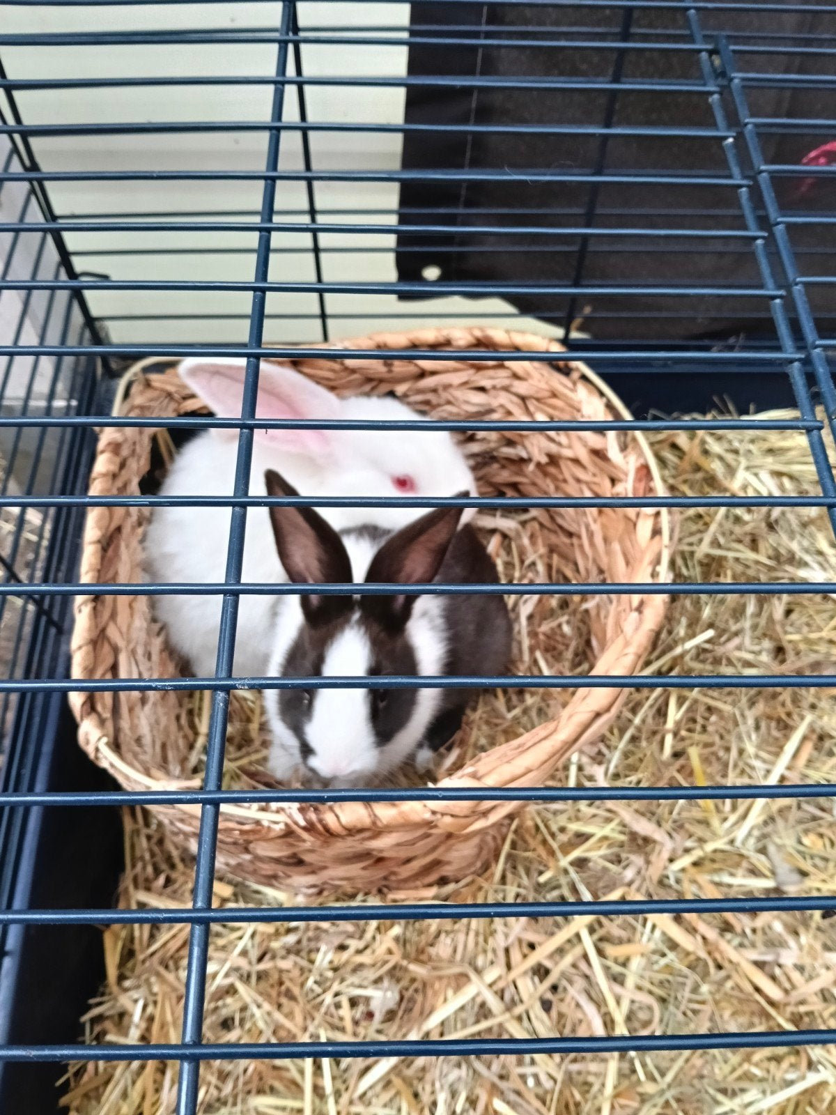 Konijntjes, Dieren en Toebehoren, Konijnen
