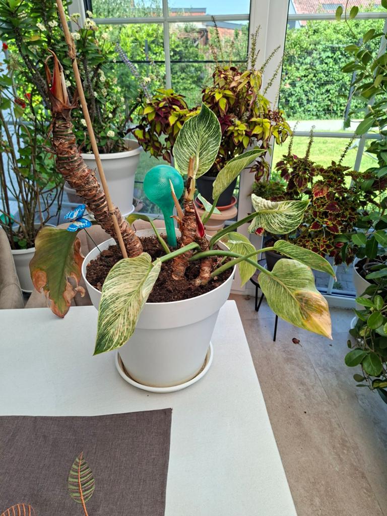 Plant met pot, Tuin en Terras, Planten | Tuinplanten, Ophalen