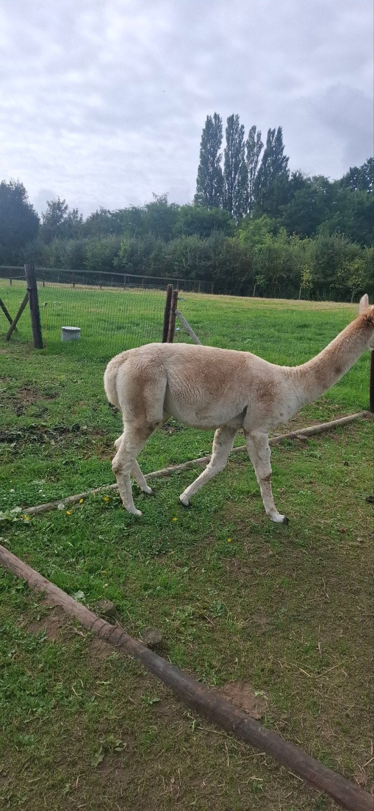 alpacas, Animaux & Accessoires, Avril, Plusieurs animaux