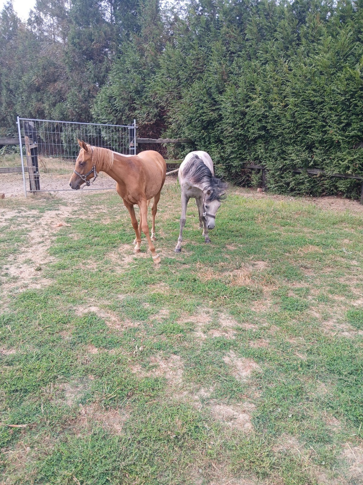 ponys met stamboek, Meerdere dieren