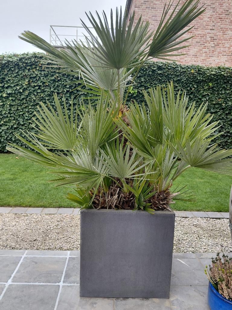 Eurpese dwergpalm - chamaerops humilis, Tuin en Terras, Planten | Tuinplanten, Volle zon, Vaste plant, Bloeit niet, Ophalen