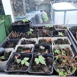 anemonen, Enlèvement, Été, Plante fixe, Plein soleil