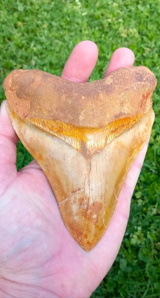 Gigantische Megalodon haaientand 14,2 cm fossiel, Verzamelen, Ophalen of Verzenden, Fossiel