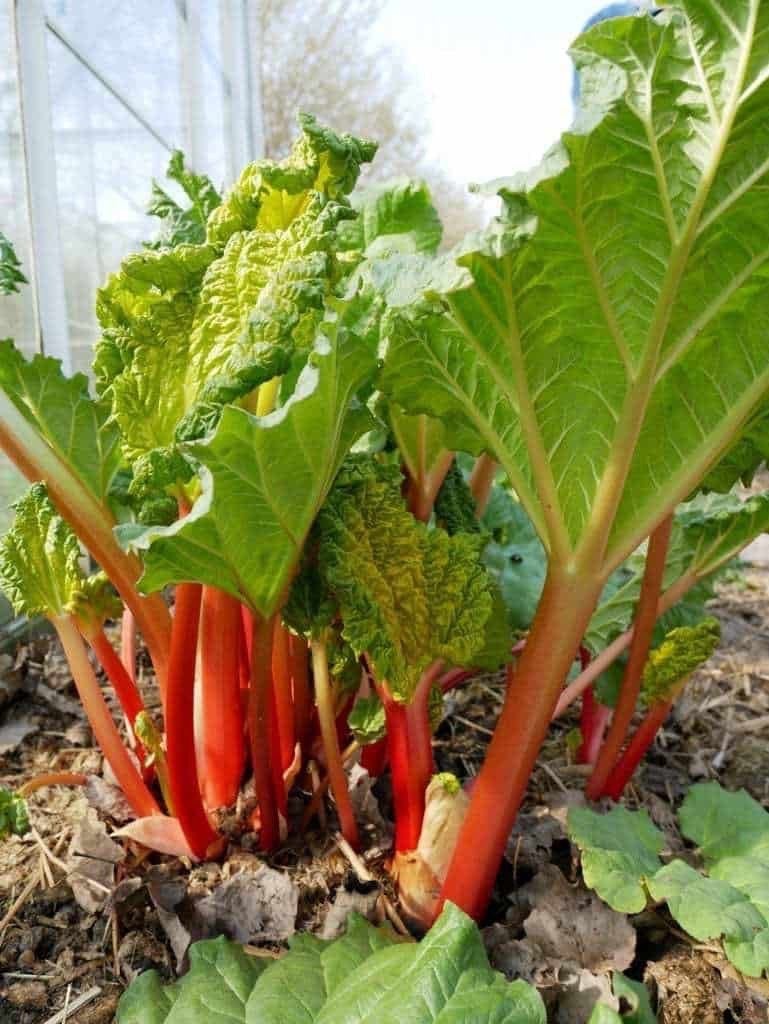 rabarber, Divers, Produits alimentaires, Enlèvement
