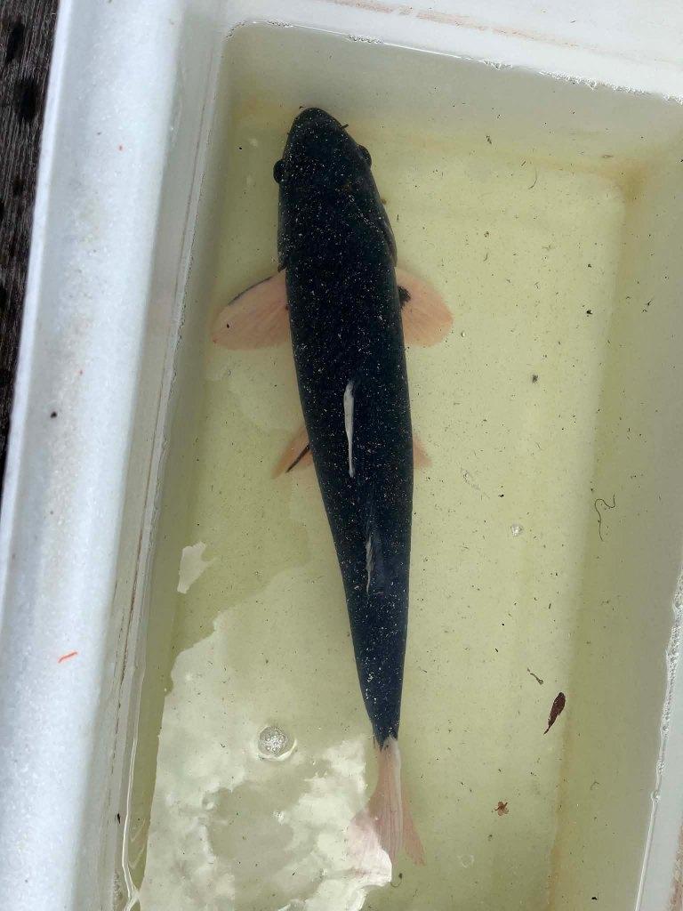 Japanse Koi 50cm, Dieren en Toebehoren, Vissen | Vijvervissen, Karper of Koi