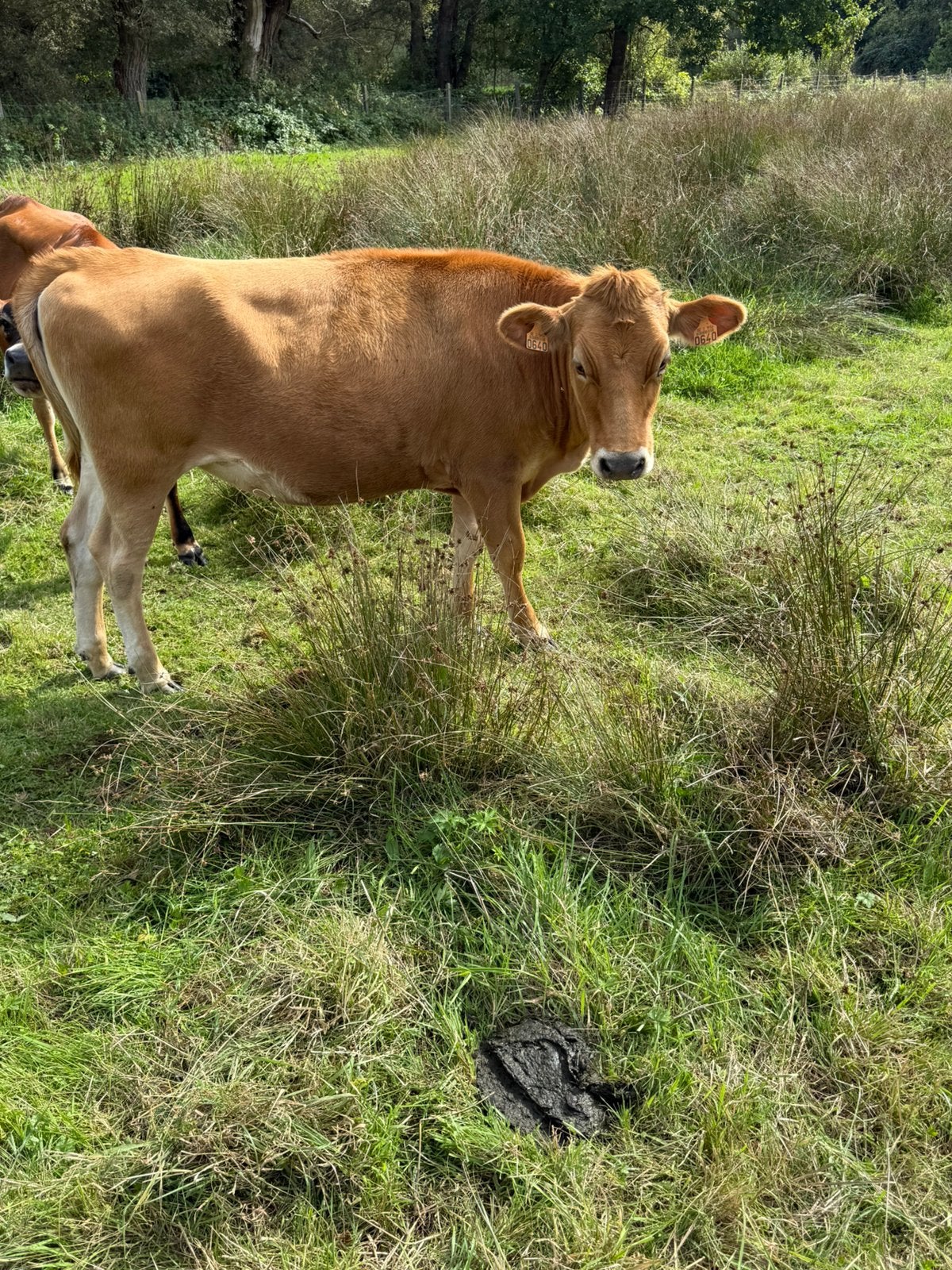 Vaars, Dieren en Toebehoren