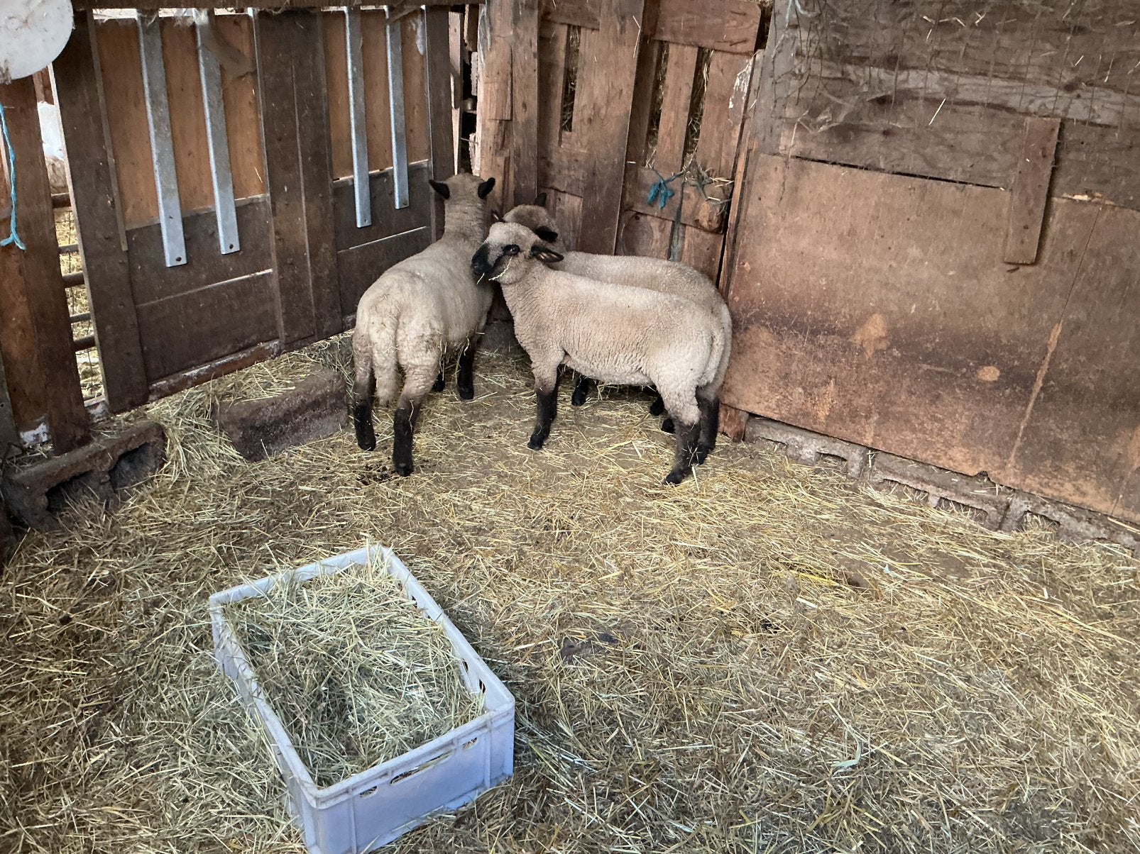 Hampshire schapen, Plusieurs animaux, Mouton, 0 à 2 ans
