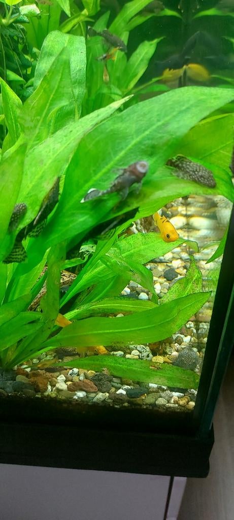 Ancistrus, Dieren en Toebehoren