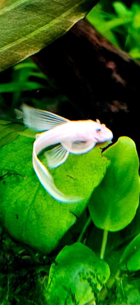 L144 Ancistrus longfin lemon blue eye