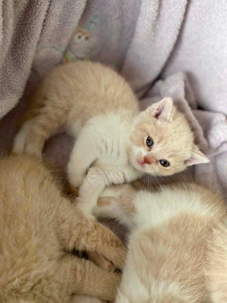 Brits Korthaar kittens, Dieren en Toebehoren, Kater, Met stamboom, 0 tot 2 jaar
