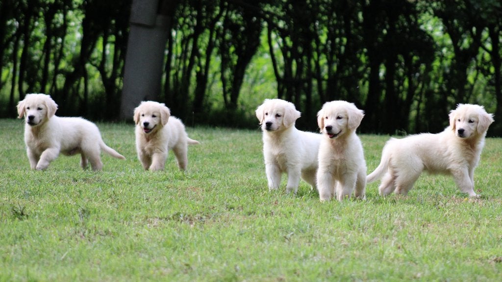 Golden Retriever pups, Dieren en Toebehoren, Golden retriever, België, CDV (hondenziekte), 8 tot 15 weken