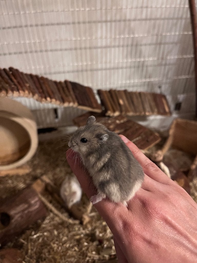 4/6 Laatste tamme Rus. dhamster man mogen het nest verlaten, Hamster, Mâle, Juin, Domestique