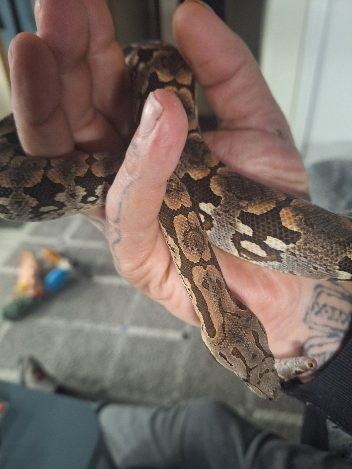 Dumerelli boa, Dieren en Toebehoren, Reptielen en Amfibieën