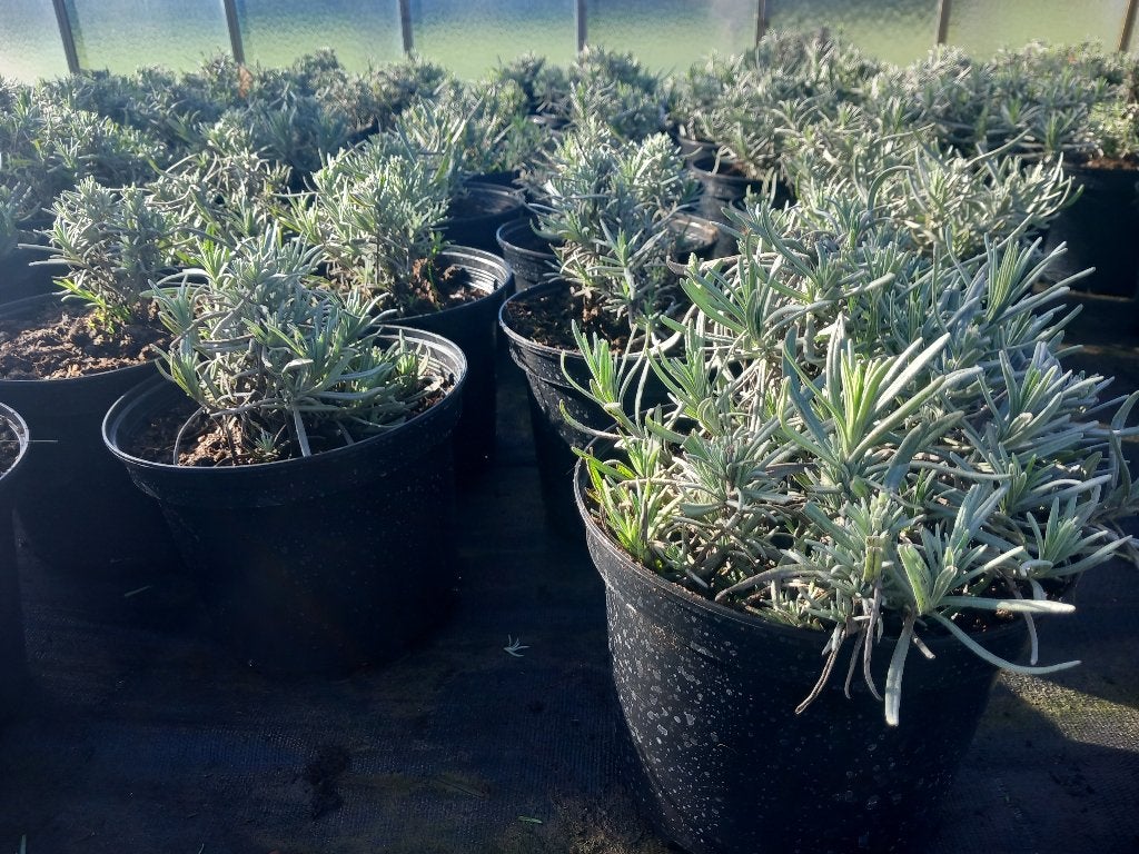 Lavendel, Ophalen, Bodembedekkers, Volle zon, Vaste plant