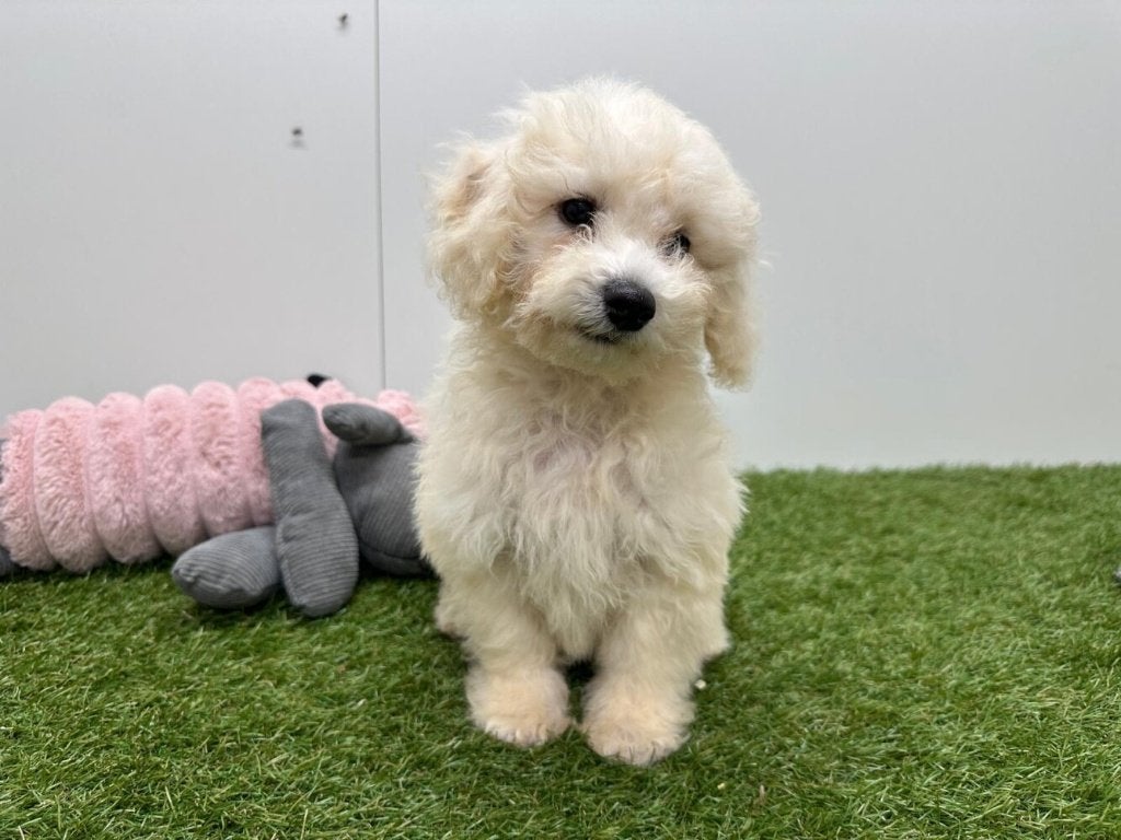 Bichon Frisé pups, België, Overige rassen, 8 tot 15 weken, CDV (hondenziekte)