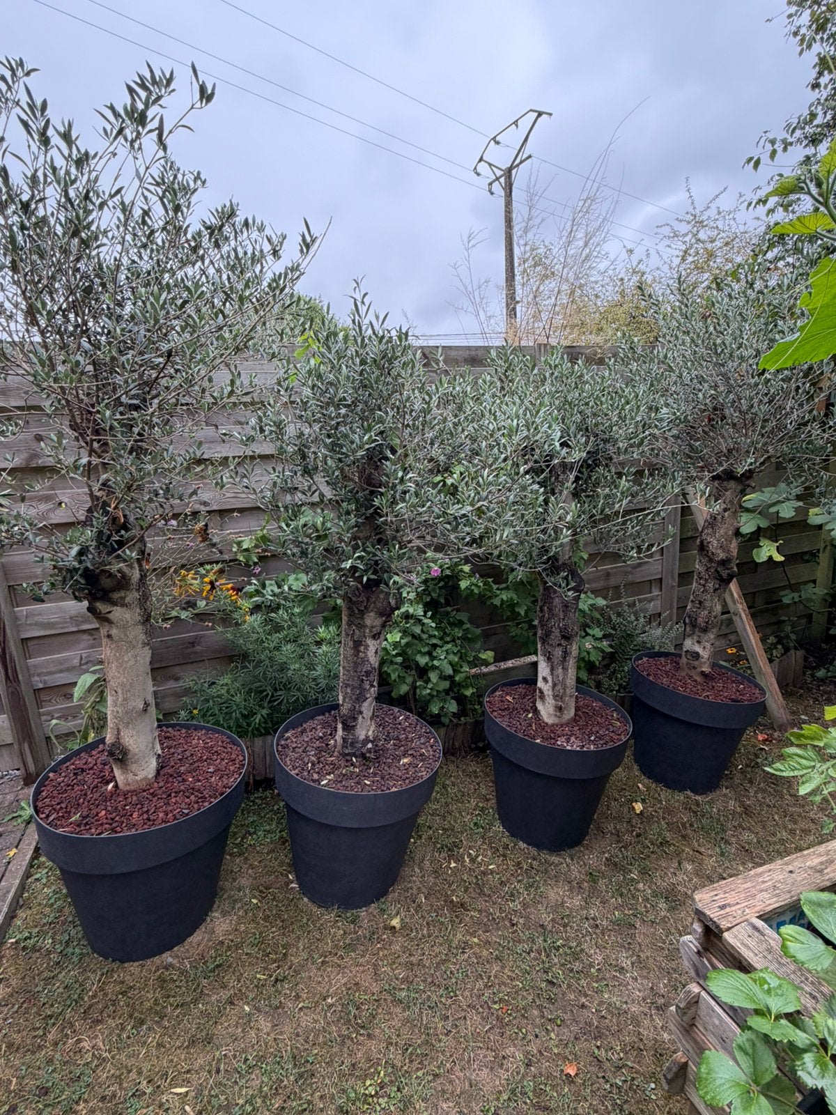 5x Olivier, Tuin en Terras, Planten | Fruitbomen, Ophalen