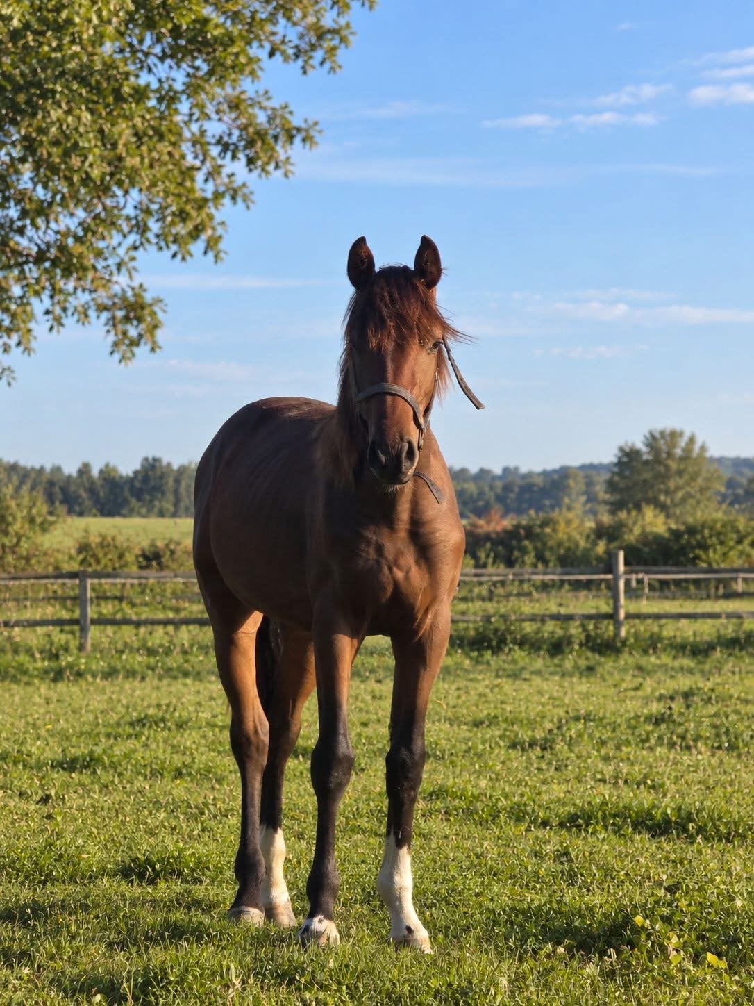 Des talents de dresseur en devenir , Cheval de dressage, 160 à 165 cm, Étalon, 0 à 2 ans