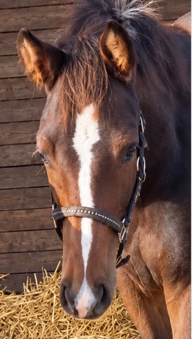 Zangersheide veulen, Springpaard, Met stamboom, Niet van toepassing, 0 tot 2 jaar