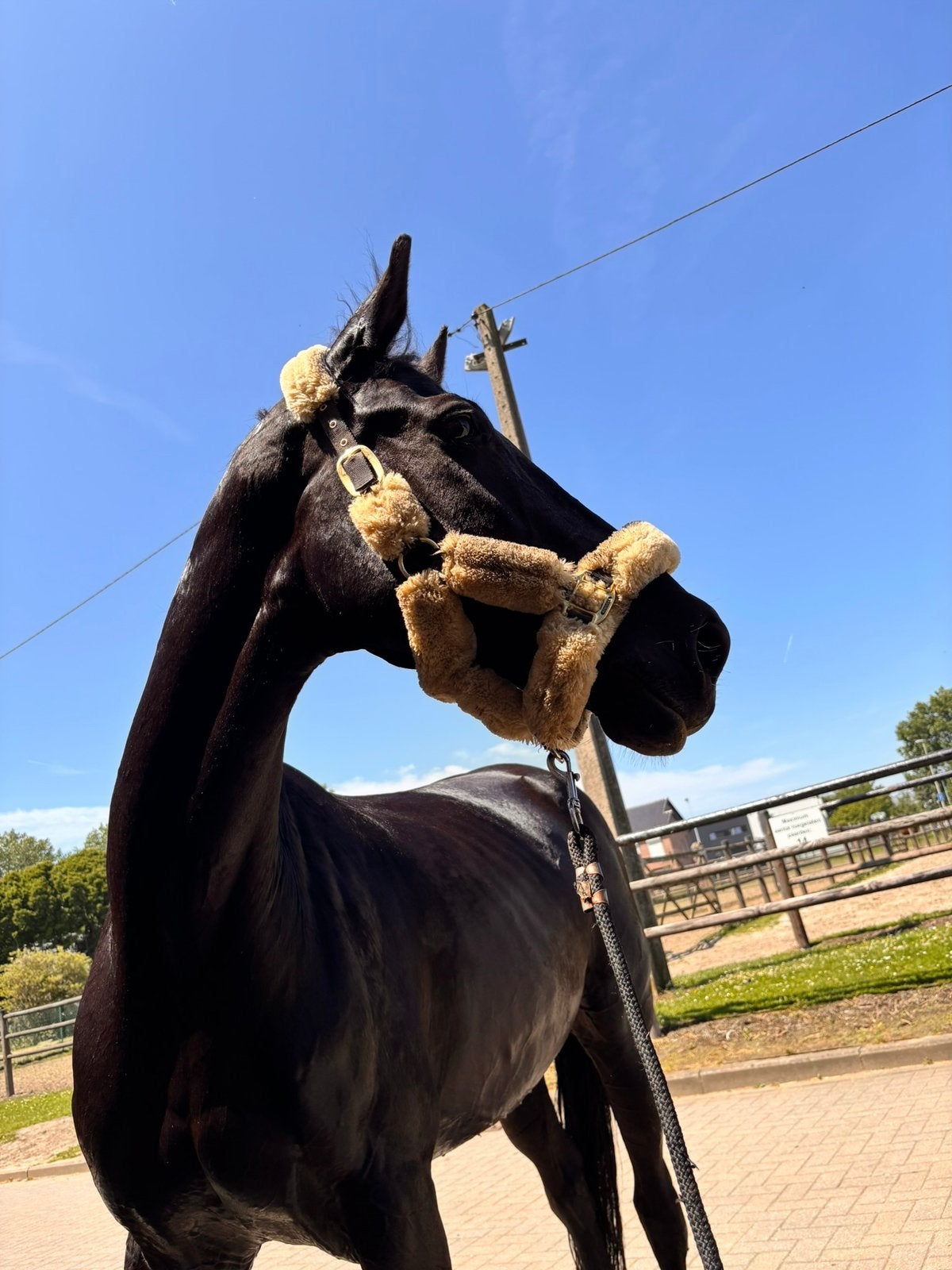 Braven 11jarige merie, Animaux & Accessoires, Avec pedigree, M, Poney E (1.48 m - 1.57m), Jument