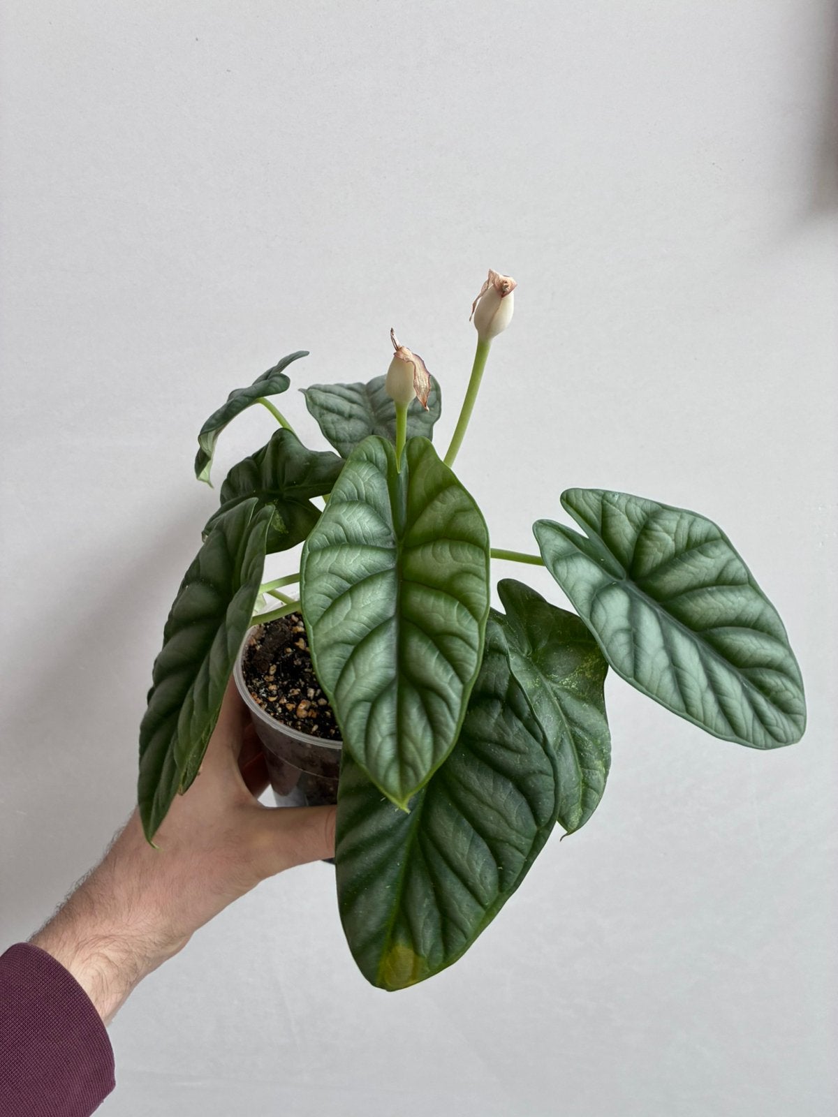 Philodendron silver dragon aurea reverted, Enlèvement