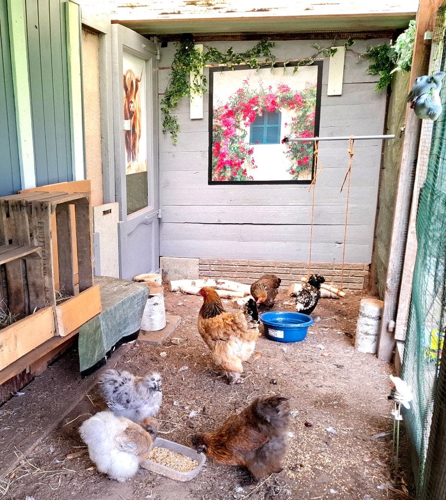 Zijdehoentjes ... allerlei .., Dieren en Toebehoren, Overige Dieren, Februari, Vrouwelijk