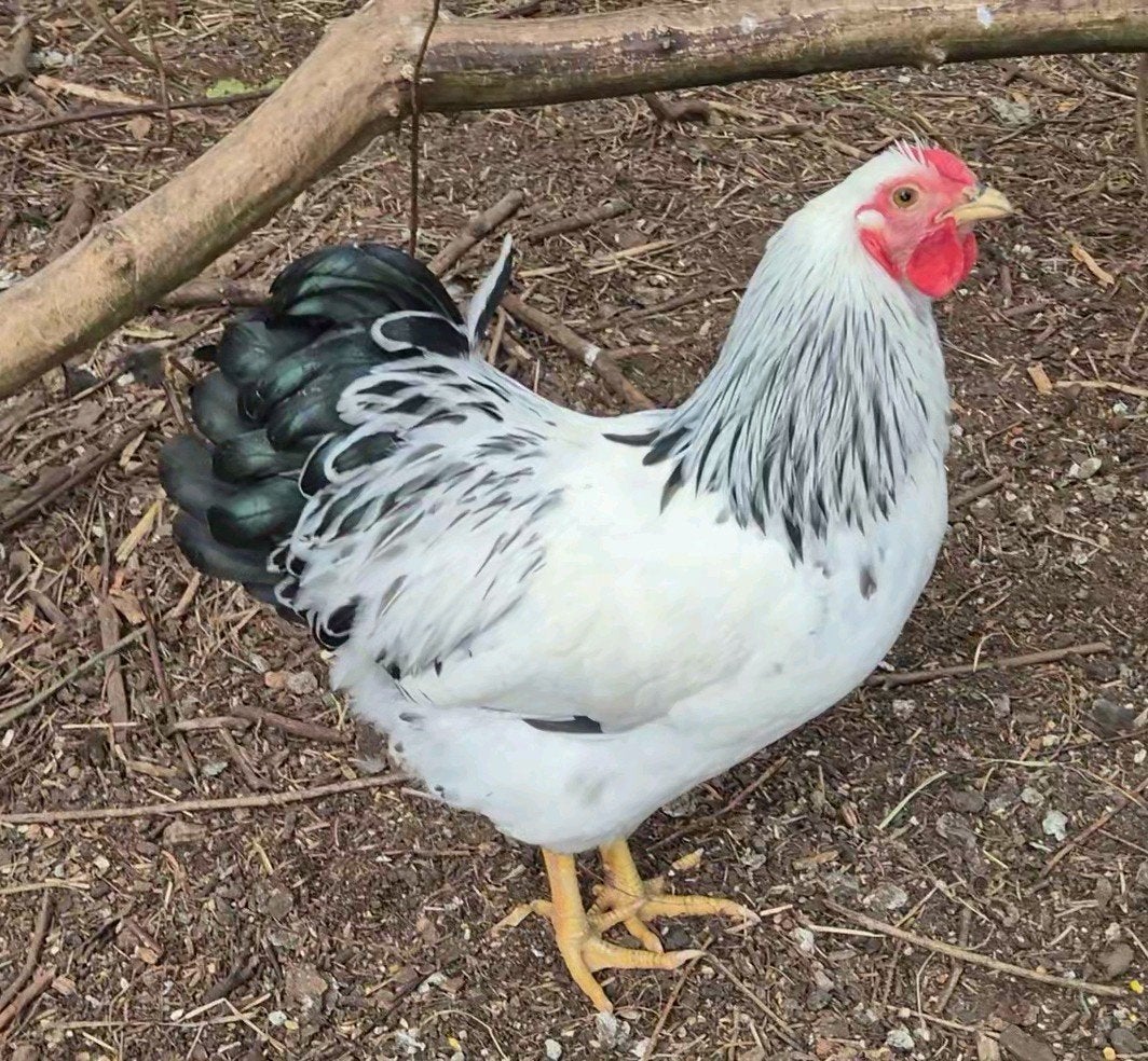Gratis Haan, Dieren en Toebehoren, Pluimvee