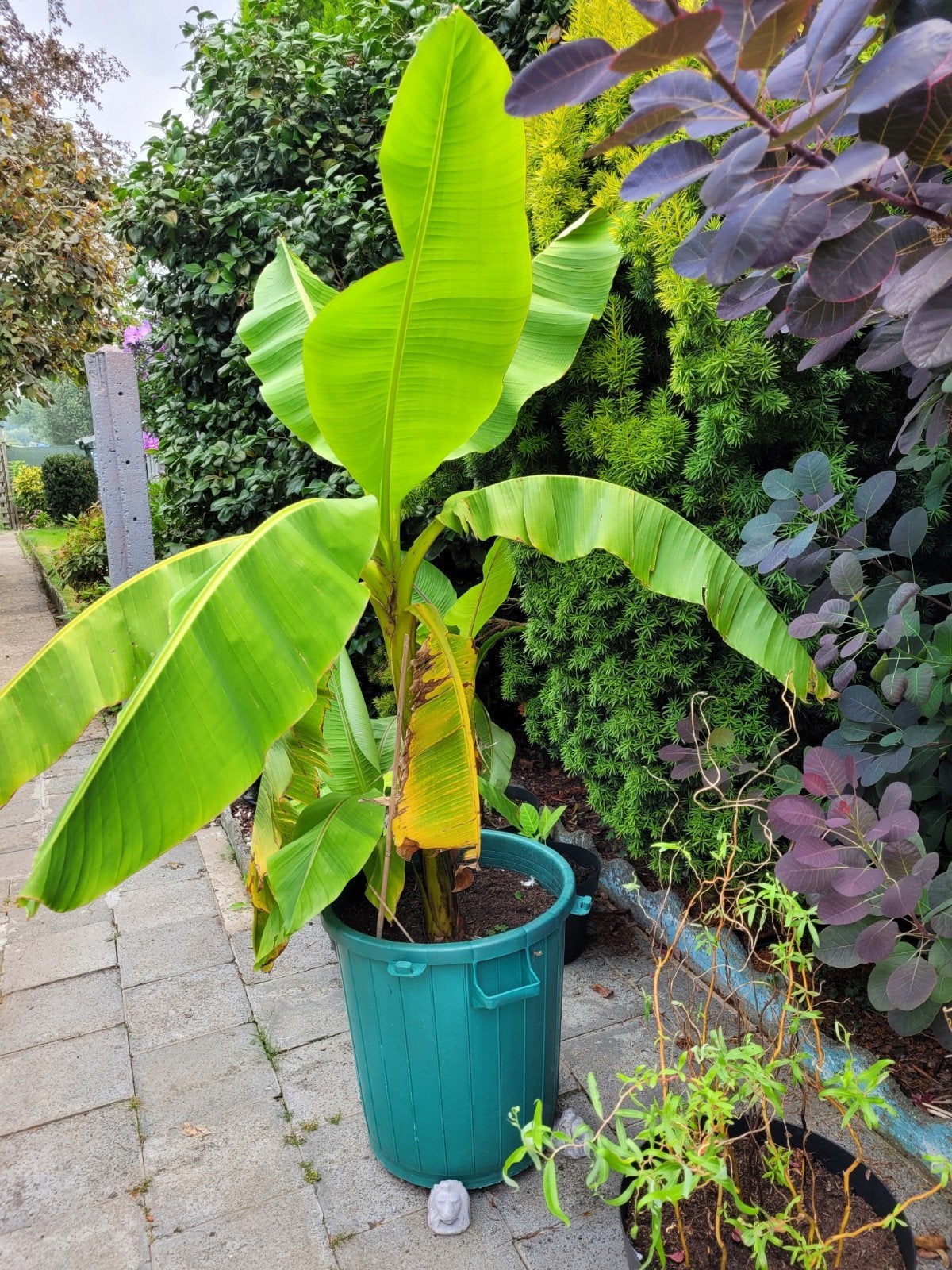 Grote massa bananenboom, Tuin en Terras, Planten | Tuinplanten, Ophalen