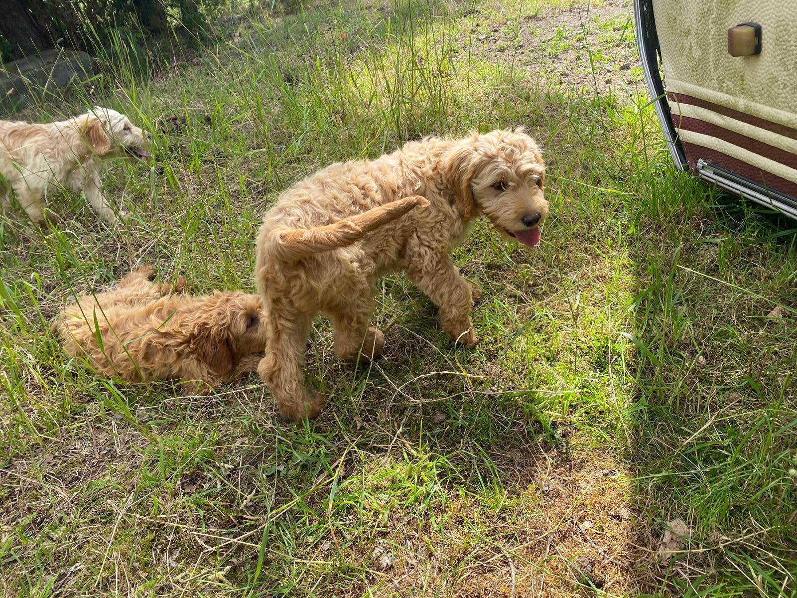 Mooie goldendoodle!, 15 semaines à 1 an, Golden retriever, Chien (mâle), Belgique