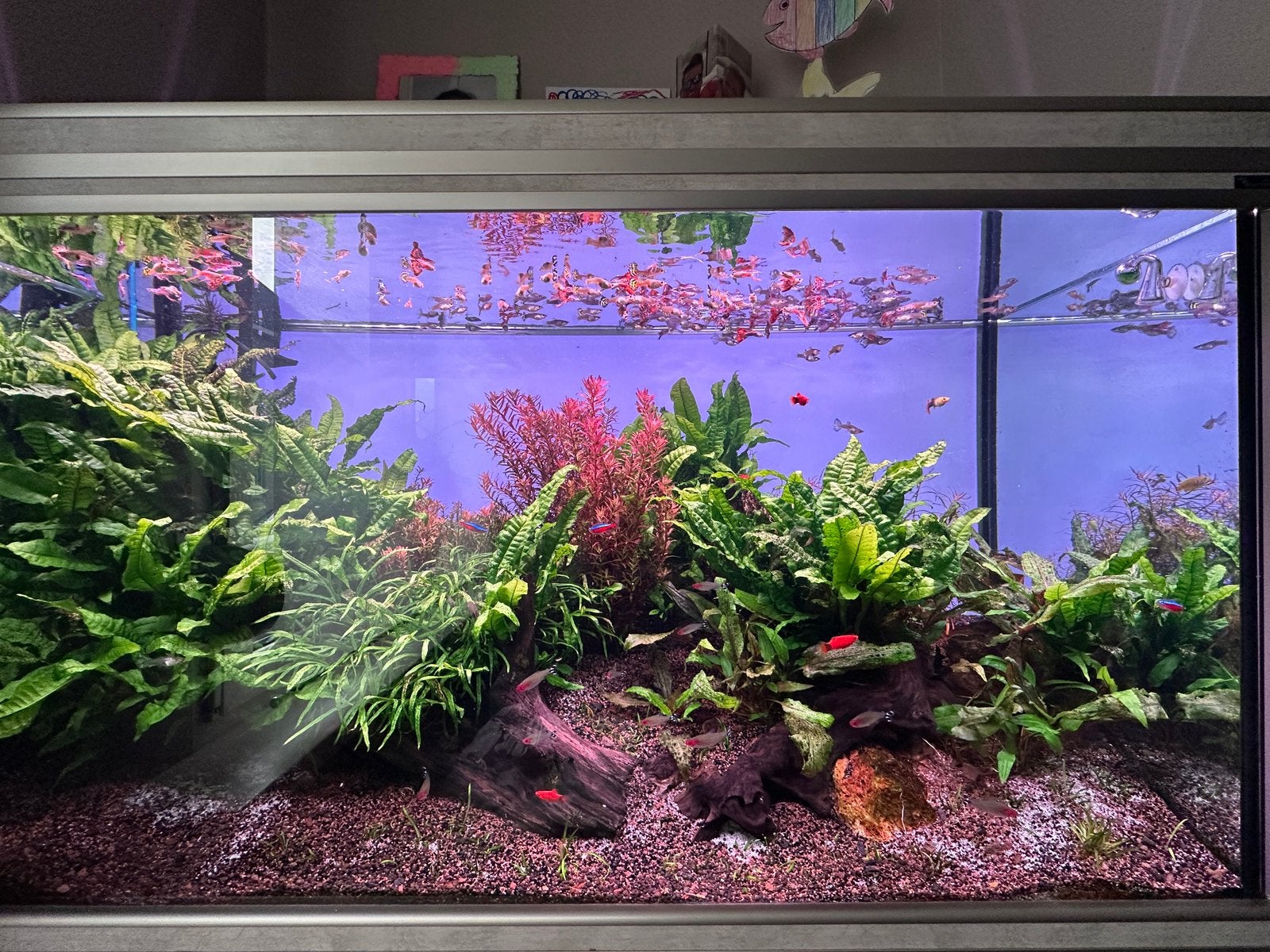 Guppy mix, Ophalen, Zo goed als nieuw