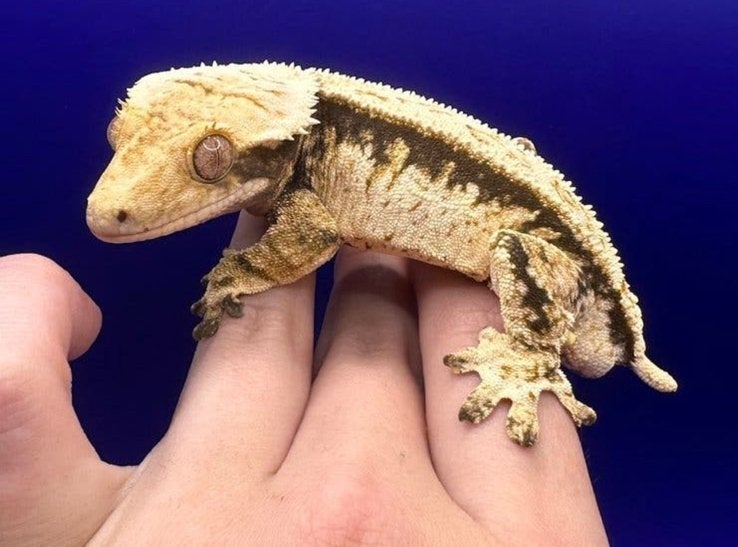 Atlas wimpergecko male high white, Dieren en Toebehoren, Overige soorten, 3 tot 6 jaar