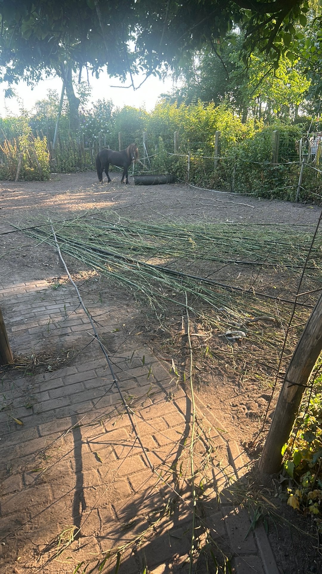 Afgeknipte baboestokken voor in de tuin, Tuin en Terras, Ophalen, Zo goed als nieuw