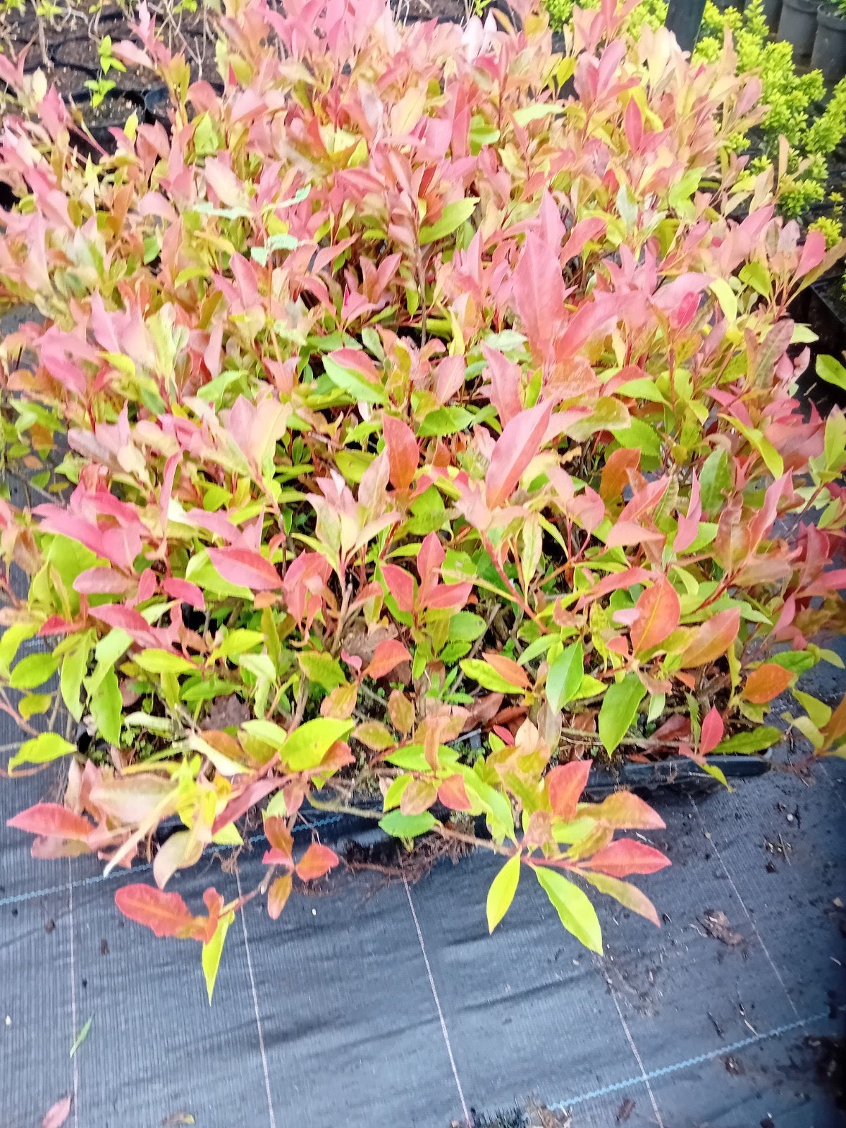 Photinia Red Robin, Jardin & Terrasse, Plantes | Jardin, Enlèvement