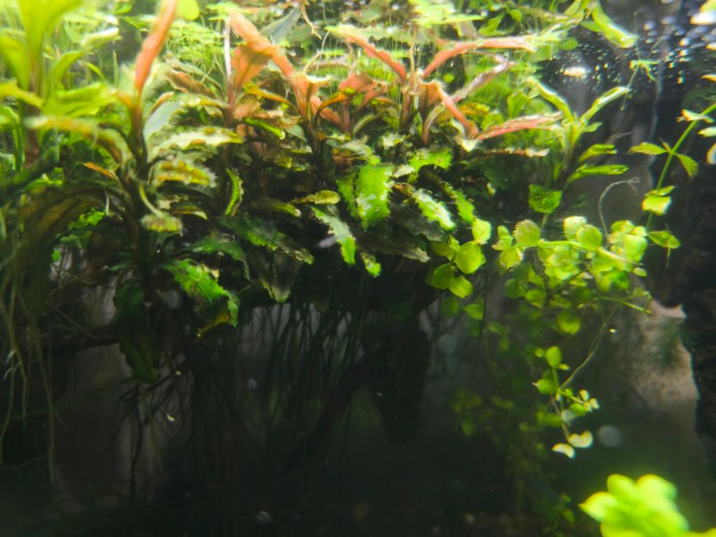 Bucifalander planten, Dieren en Toebehoren