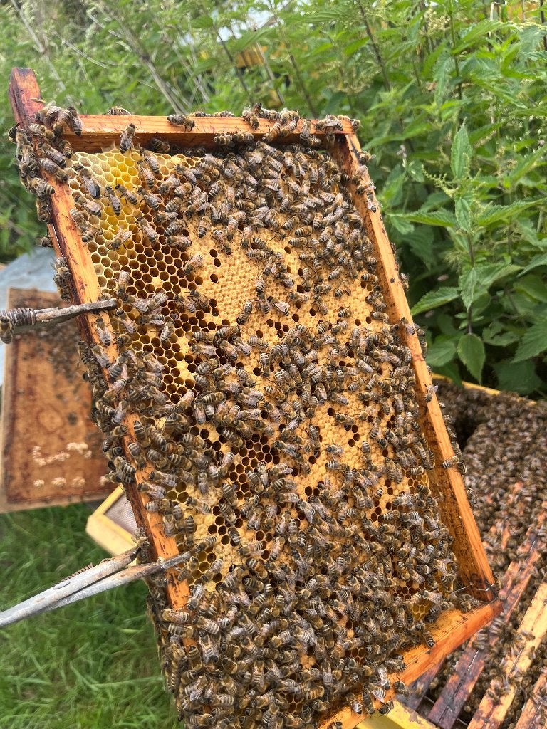 Jonge bijenvolken op simplex, Dieren en Toebehoren, Bijen