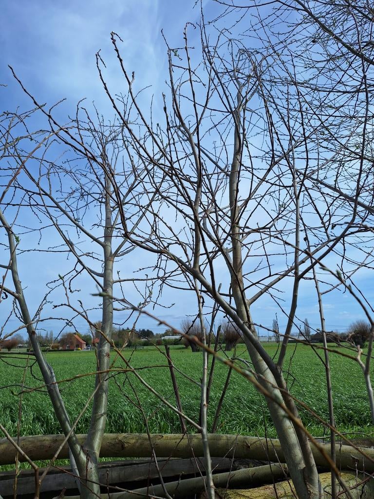 Knotwilg, Lente, 250 tot 400 cm, Ophalen, Volle zon